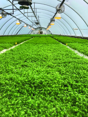 U.P. tree nursery serves nation